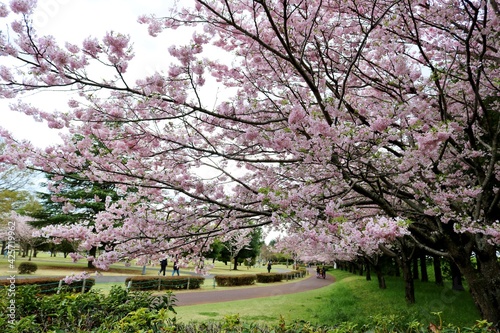 散策路の桜 風景