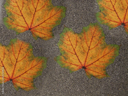 Autumn maple leaves on a gray background close-up