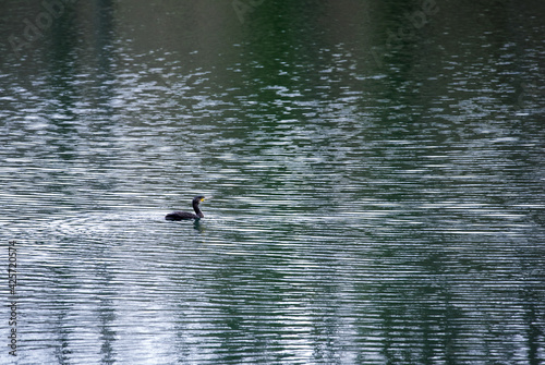 The female cormorant swims on the lake. Water ripples. Great cormorant (Phalacrocorax carb) in the wild.