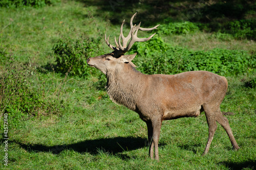 Hirsch in der Brunft