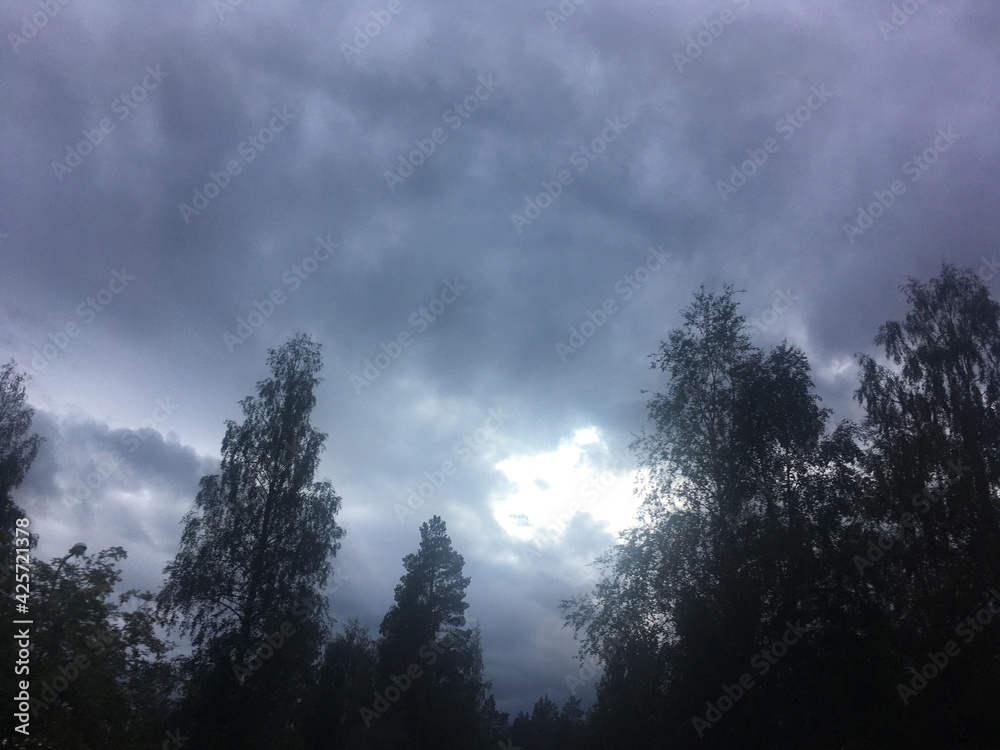 Obraz premium clouds in the forest