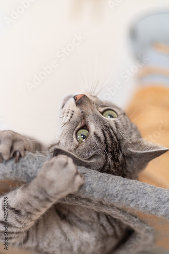 キャットタワーで遊ぶ サバトラ猫