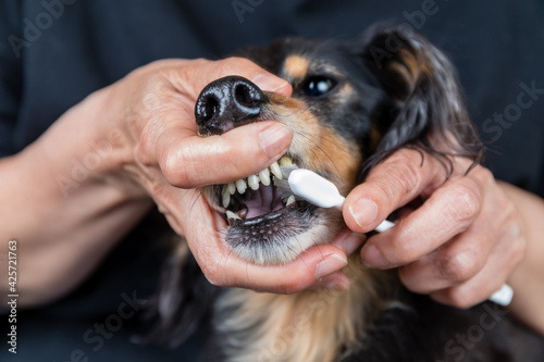 愛犬の歯を歯ブラシを使って磨く