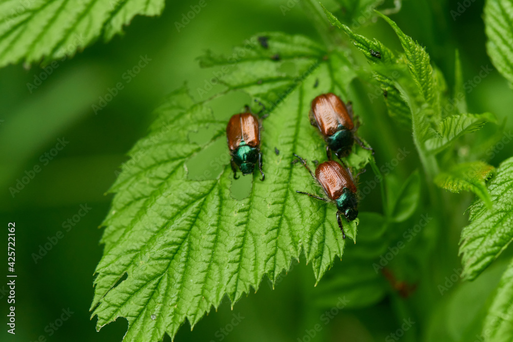 Fototapeta premium Gartenlaubkäfer (Phyllopertha horticola) 