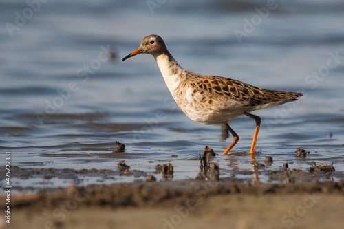 Ruff - Calidris pugnax - wading bird on the lake © Creaturart