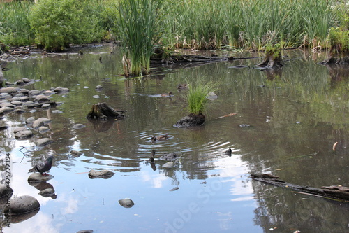 ducks in the pond