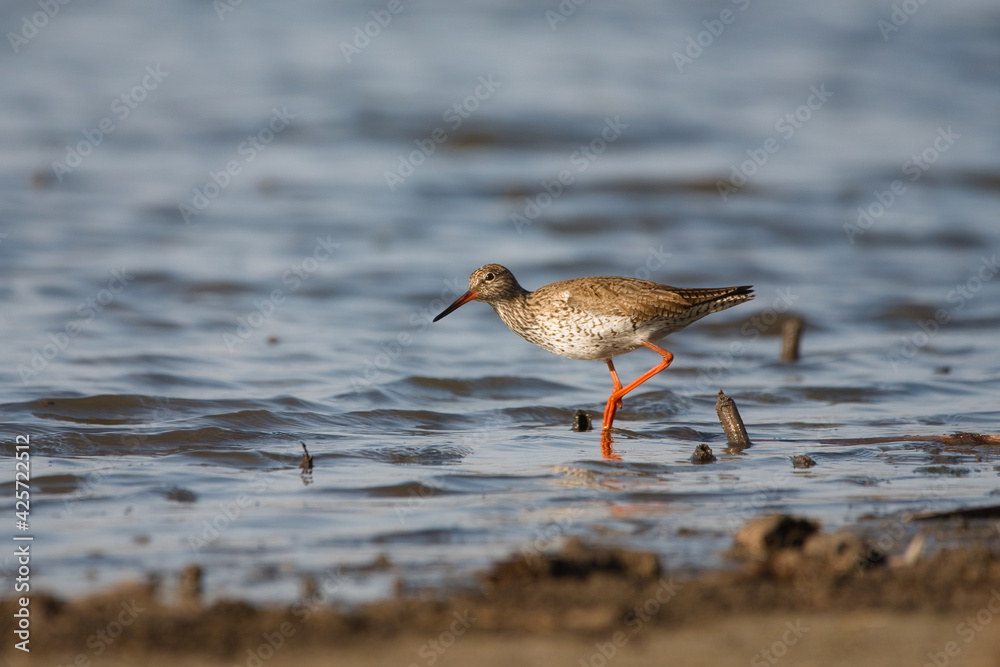 Common redshank - Tringa totanus - shorebird Common redshank - Tringa totanus - shorebird