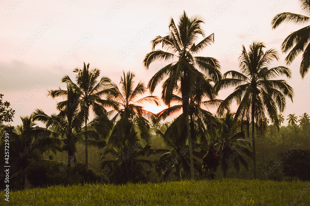 Silhouettes of green palm trees at sunset in jungle of Indonesia. Silhouettes of green palm trees at sunset in jungle of Indonesia.