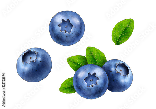 Blueberry isolated on white background. Hand painted watercolor blue forest berries. Botanical hand drawn illustration. Superfood. Eco healthy food for packaging, prints, textile