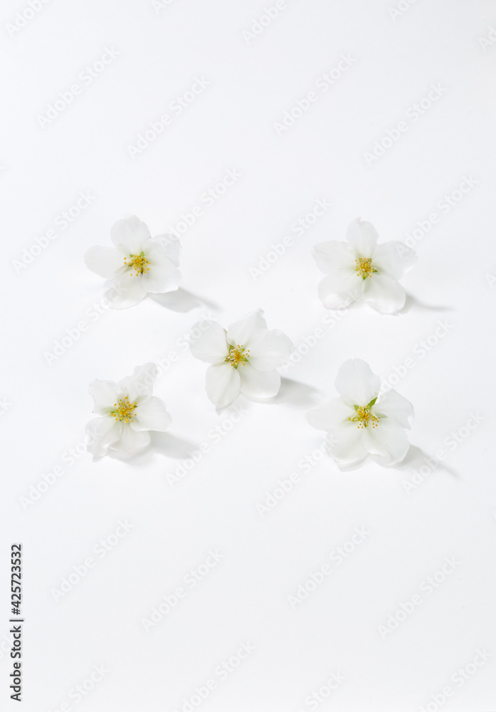 Obraz premium 桜の花 白バック
