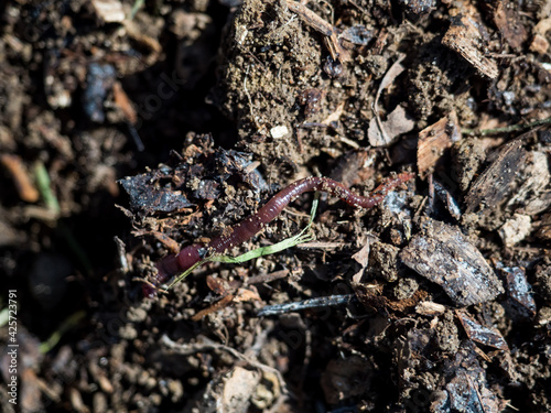 Foto Earthworm on a permaculture fertile rich soil with shredded wood