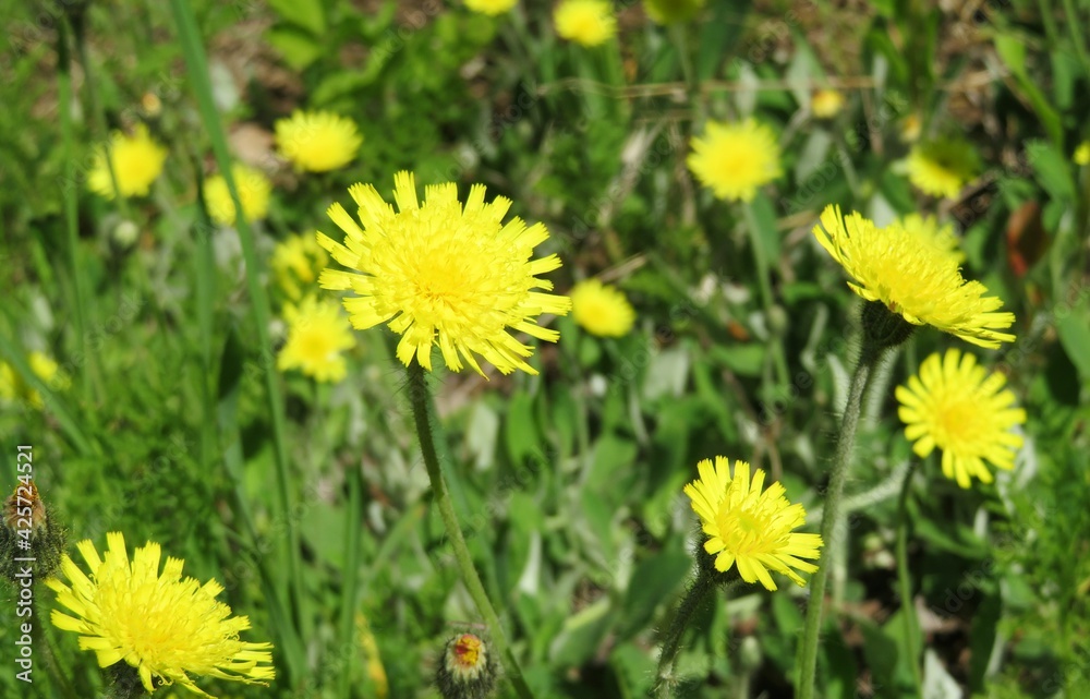 Yellow hieracium flowers in the meadow, closeup Yellow hieracium flowers in the meadow, closeup
