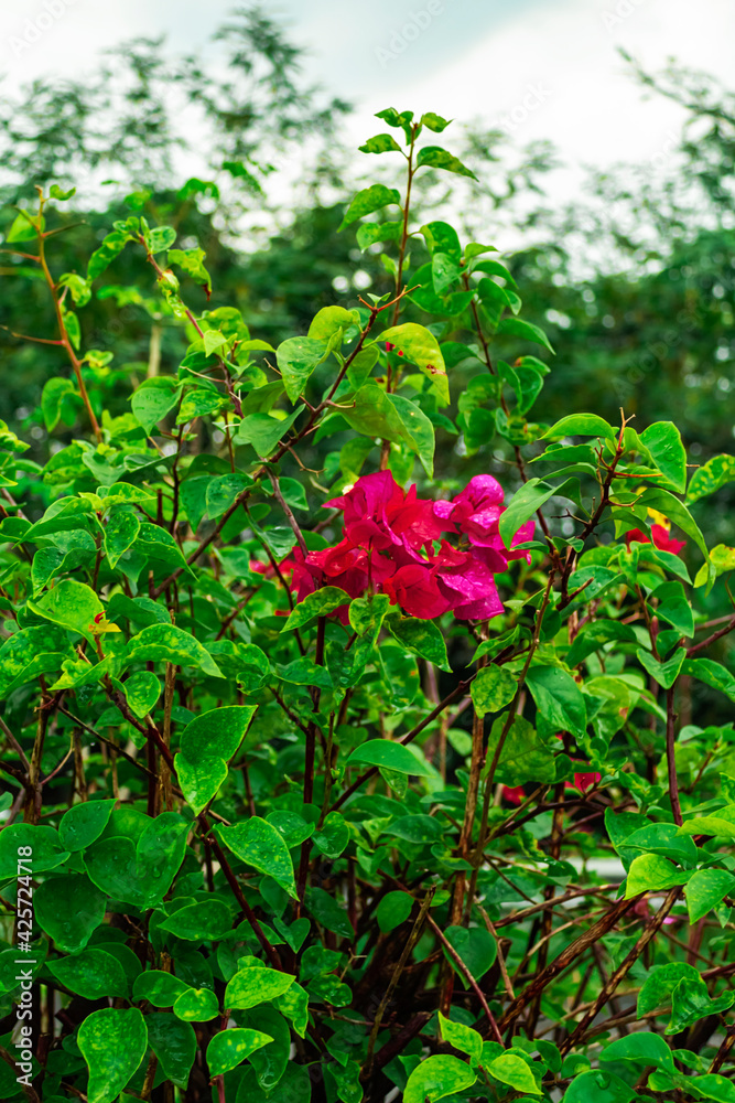 Bougenville flowers are beautiful reddish purple color