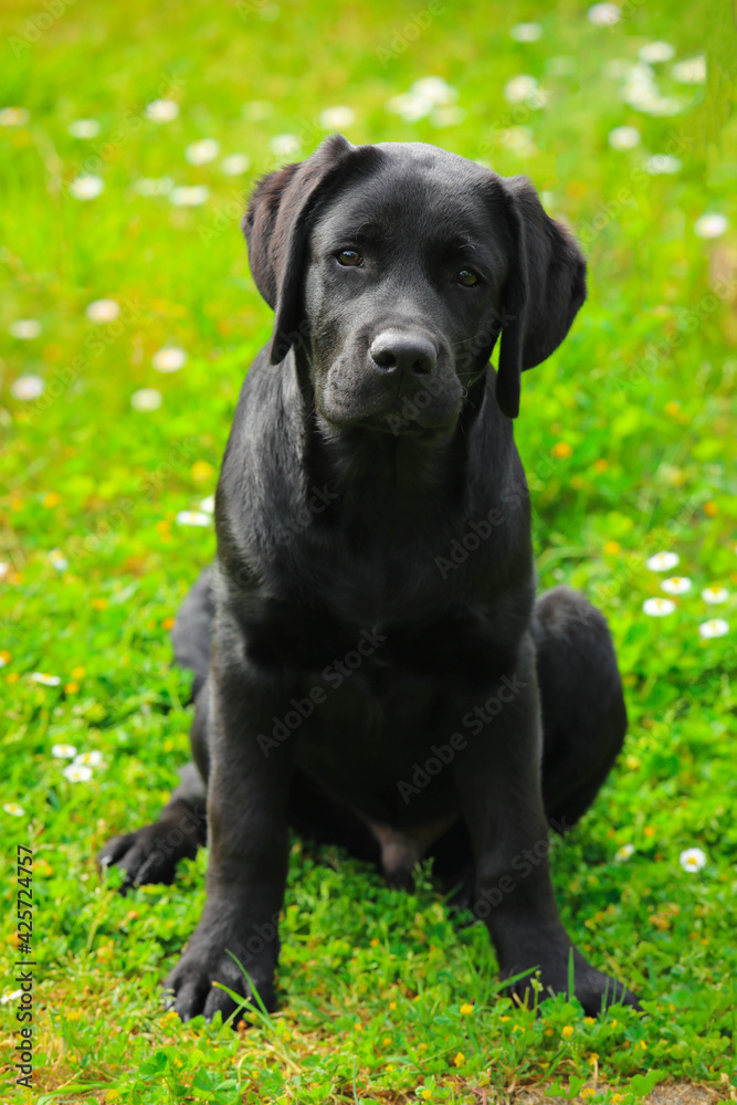 Black Labrador puppy on the grass. happy dog sitting in the park.