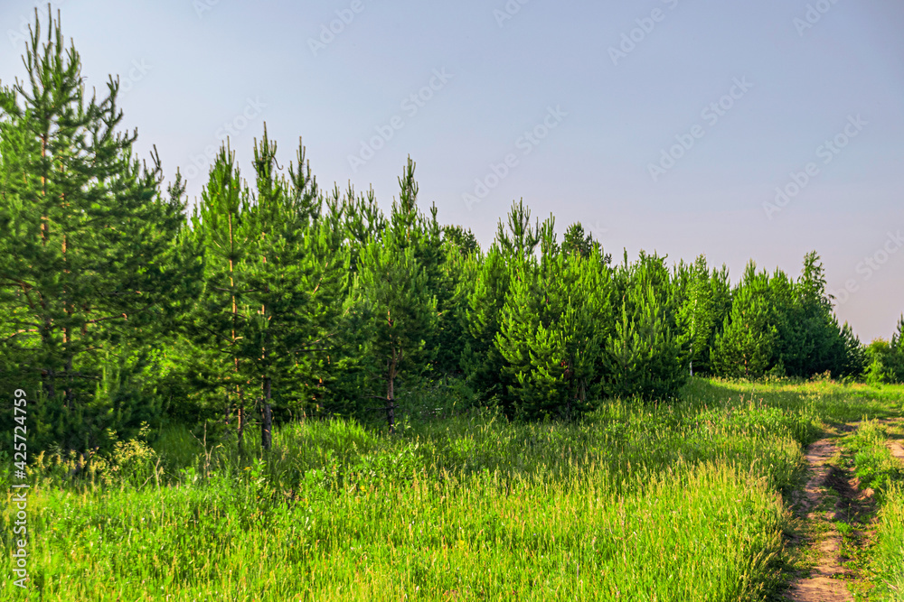 Fototapeta premium Forest landscape green pines and grass with blue sky on a bright day