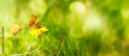 schmetterlinge auf der sommerwiese, fokus auf löwenzahn blüte photo