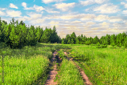 Forest landscape green pines and grass with blue sky and clouds