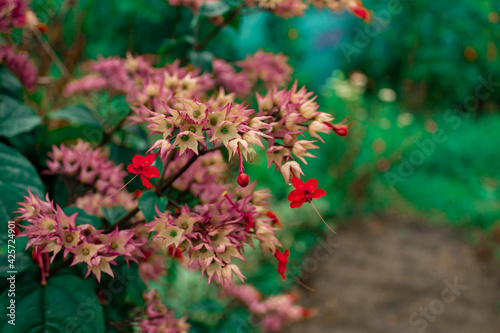 Beautifully blooming wild flowers 