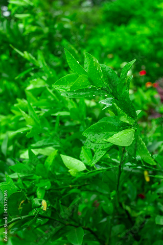 Fresh green leaves with raindrops 