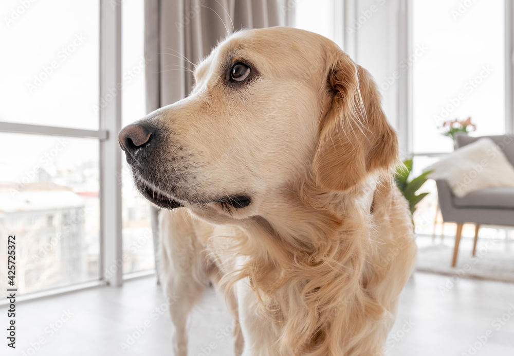 Golden retriever dog at home interior