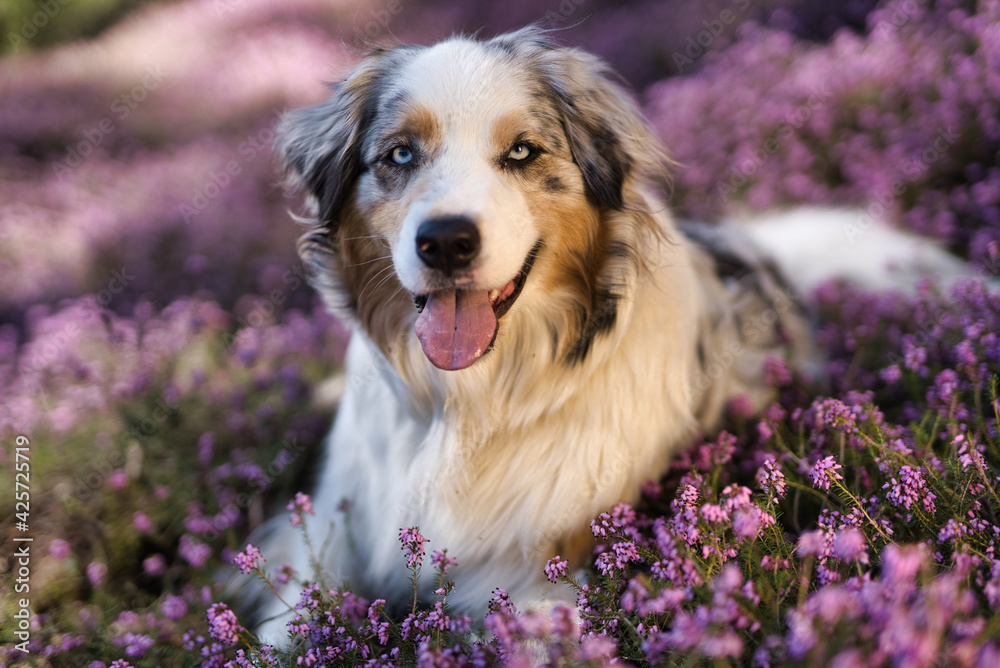 Purebred Australian shepherd dog portrait, relaxing in a heather flower field with purple background