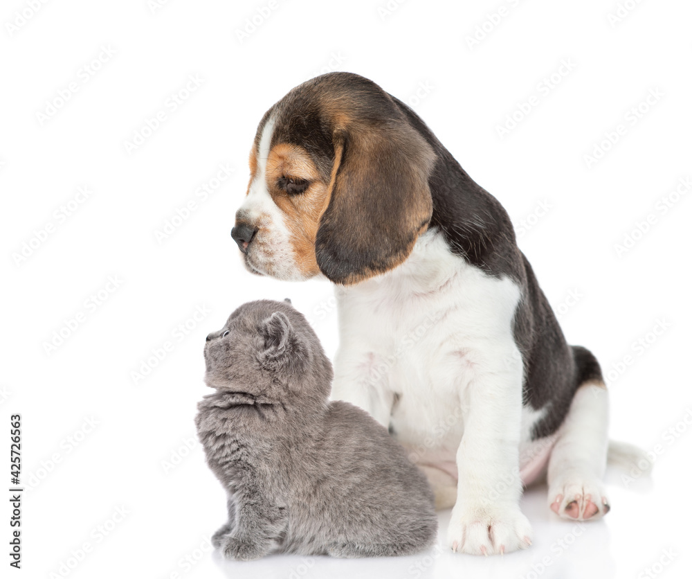 Beagle puppy with tiny kitten sit together in profile and looking away and up. isolated on white background