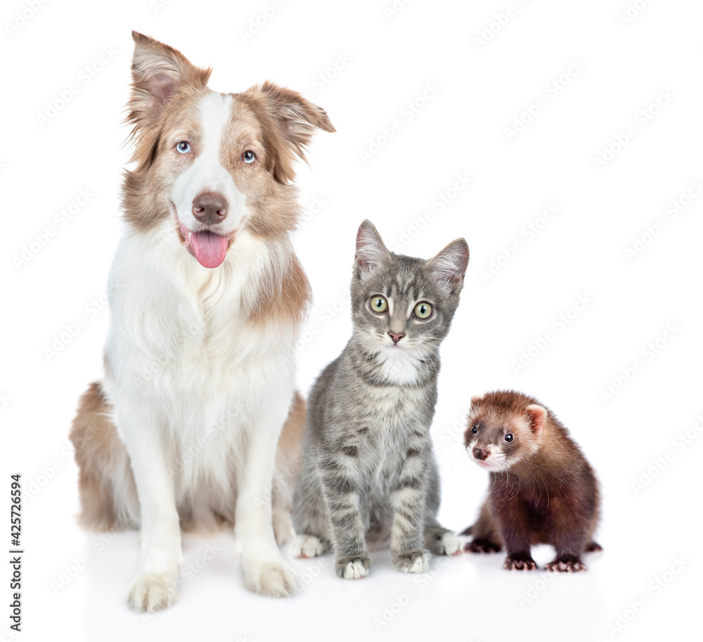 Fototapeta premium Group of different pets sit together in front view. Isolated on white background