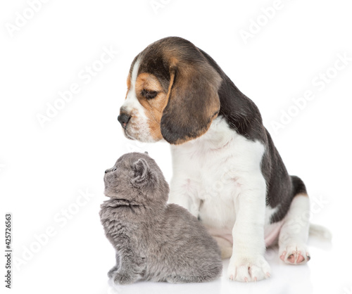 Beagle puppy with tiny kitten sit together in profile and looking away and up. isolated on white background