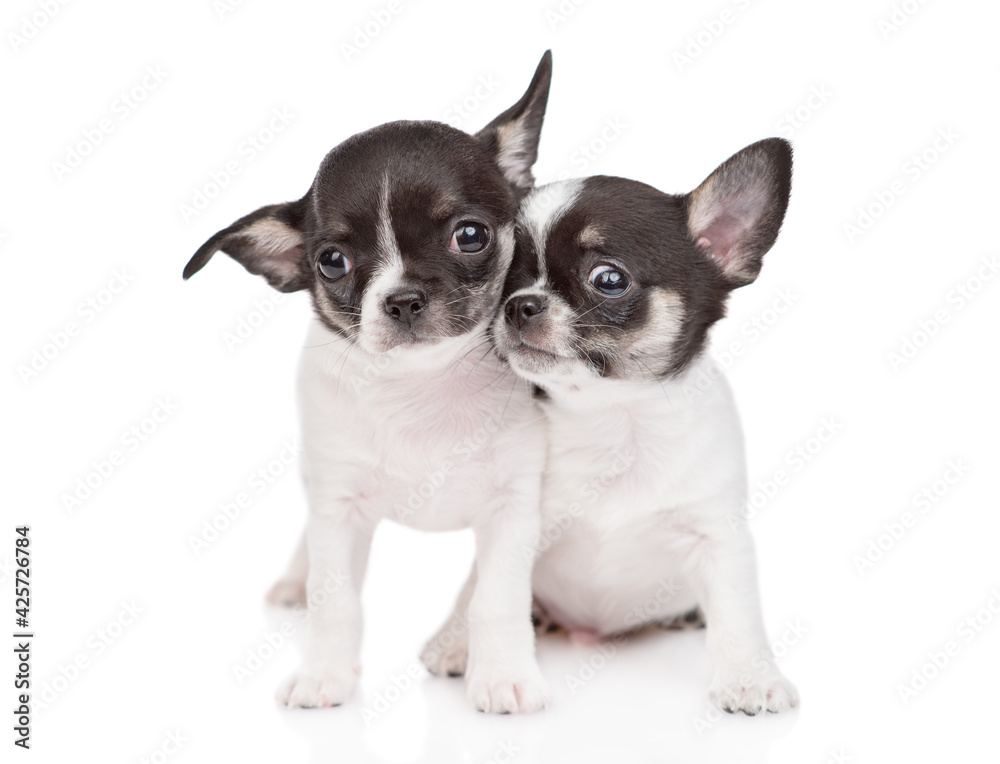 Two Chihuahua puppies stand together. isolated on white background Two Chihuahua puppies stand together. isolated on white background