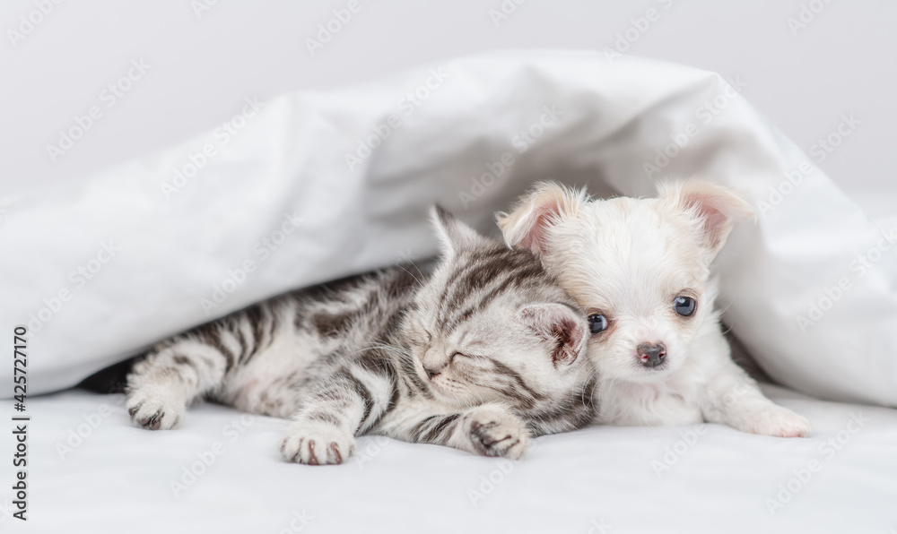 Chihuahua puppy lying with sleepy kitten under white warm blanket on a bed at home