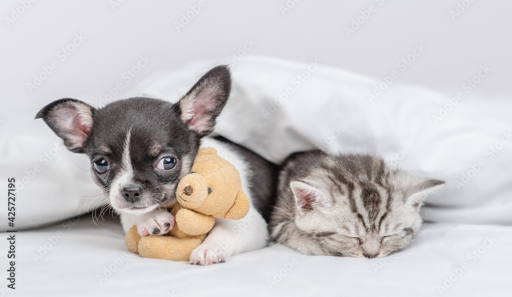 Pets sleep together under white warm blanket on a bed at home. Chihuahua puppy hugs toy bear