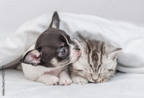 Chihuahua puppy licks kittens ear under white warm blanket on a bed at home © Ermolaev Alexandr