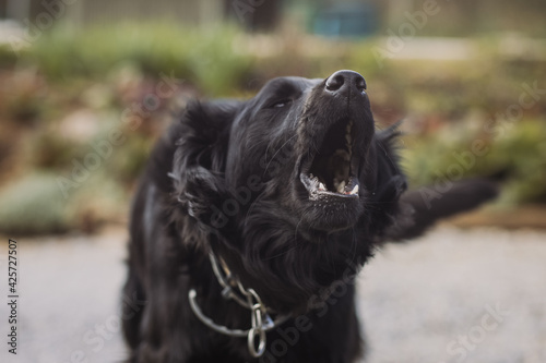 Young black dog barking in the garden. Forcus on the mouth and teeth.