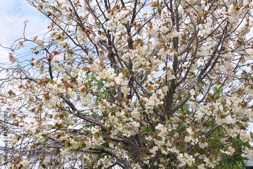 Prunus salicina (Japanese plum) in full bloom. photo