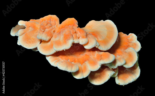 Edible mushroom (Laetiporus sulphureus)