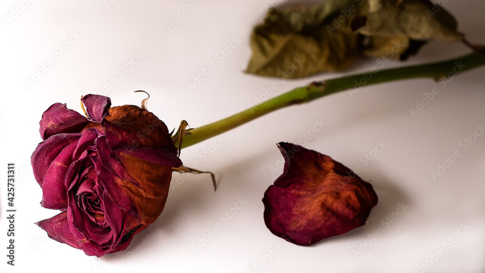 red dried rose and petal