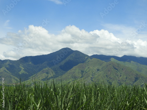 Sugarcane field & clouds in the mountain 
