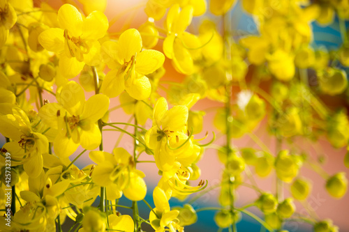 Ratchaphruek or Multiply flowers  Cassia fistula L. or golden shower are blooming on the tree