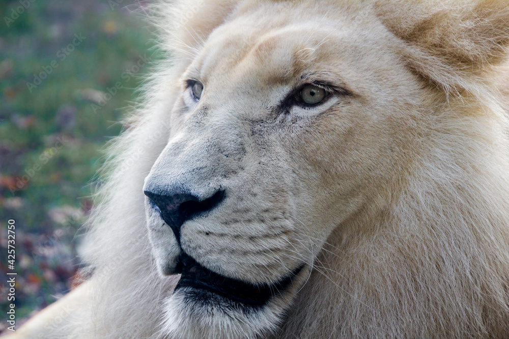 Side portrait of one white big African lion in nature with green background Side portrait of one white big African lion in nature with green background