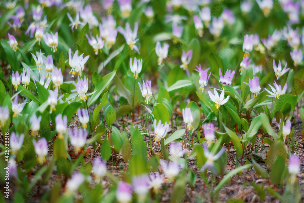 A glade of blooming irises in the foothills of Altai in early spring with bokeh A glade of blooming irises in the foothills of Altai in early spring with bokeh
