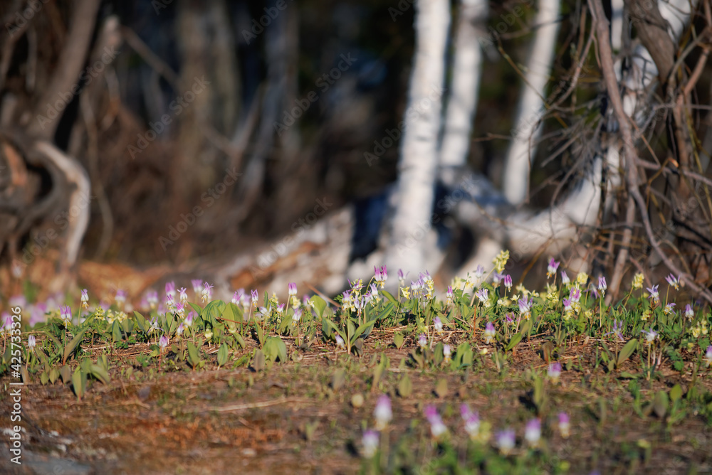 Glade of blooming iris flowers against the background of bare trees in the bokeh in the foothills of Altai in early spring Glade of blooming iris flowers against the background of bare trees in the bokeh in the foothills of Altai in early spring