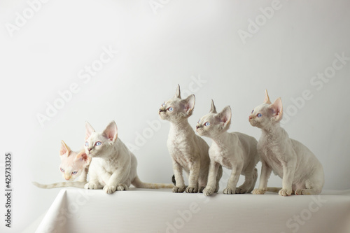 Obraz na plátně Devon Rex kittens posing on a white background