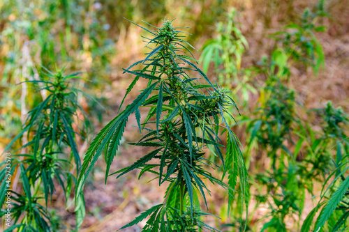 Cannabis plants on summer. Recreational drug. Medical concept