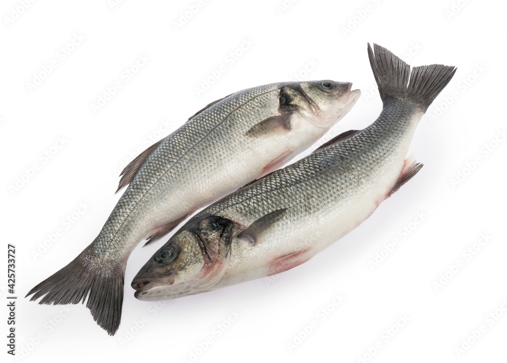 sea bass fish isolated on white background sea bass fish isolated on white background