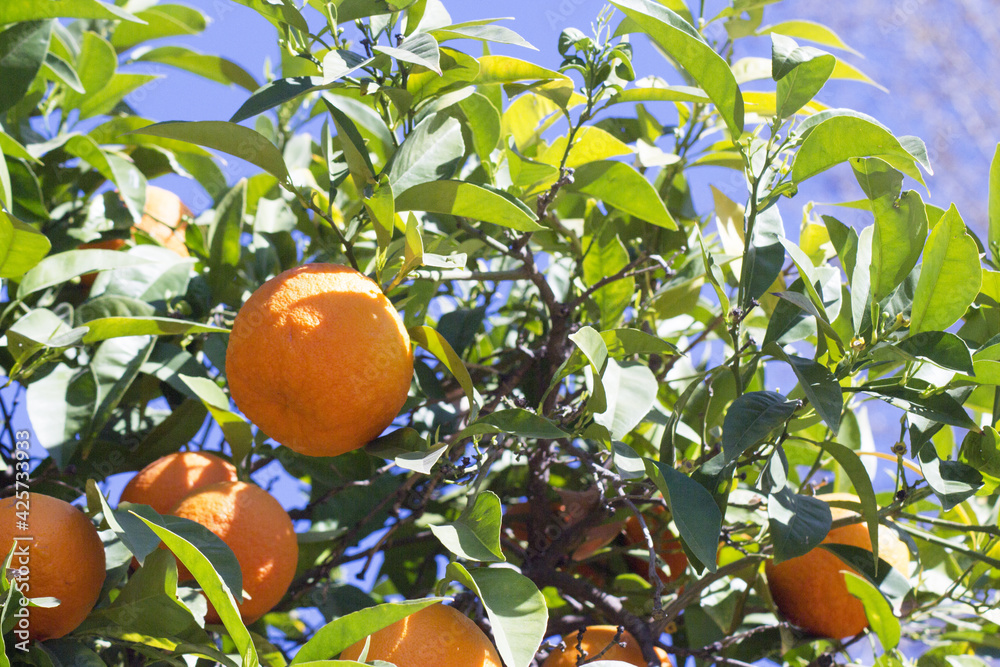 Orange tree in the sun with very green leaves