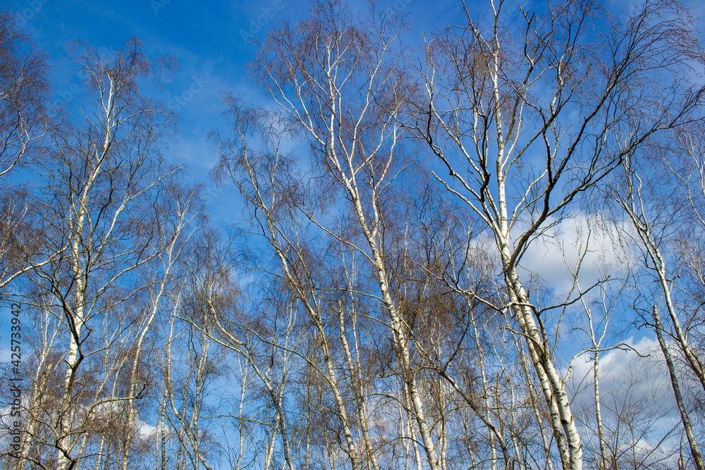 The birch trees, trees in front of spring sky and clouds. The birch trees, trees in front of spring sky and clouds.
