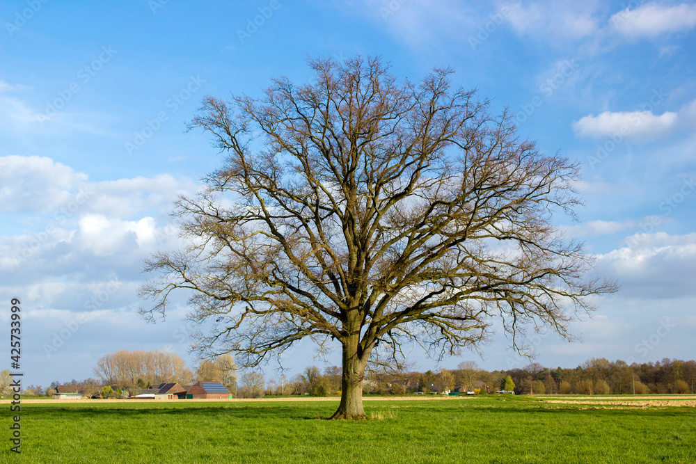 German countryside landscape with tree, Lower Rhine Region German countryside landscape with tree, Lower Rhine Region