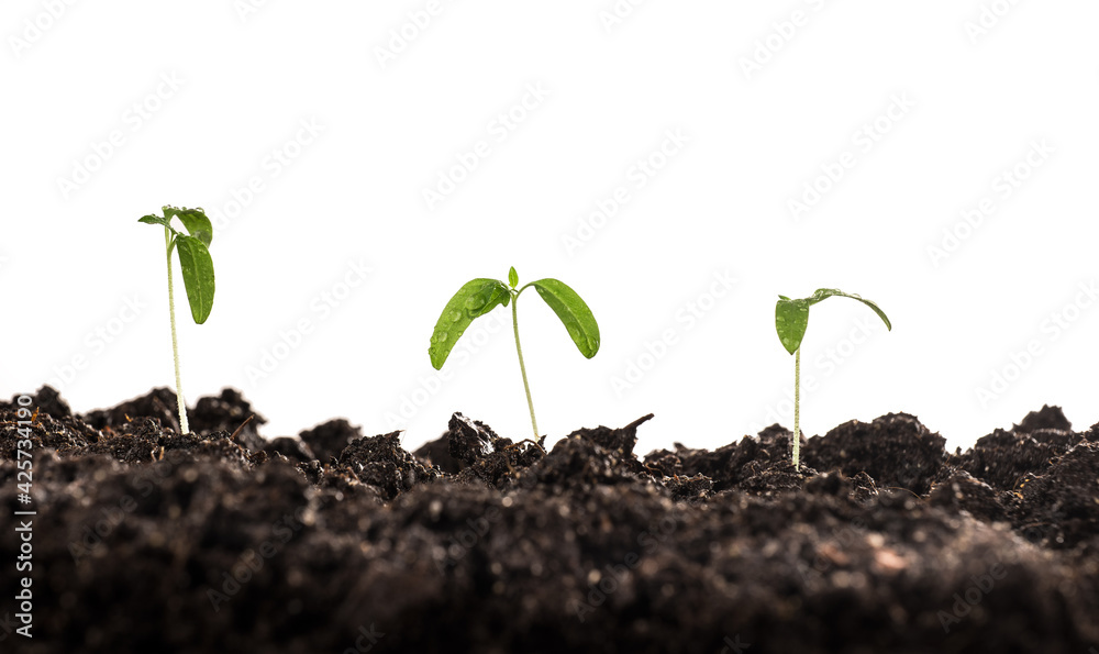 Fototapeta premium small tomato seedlings planted in the soil