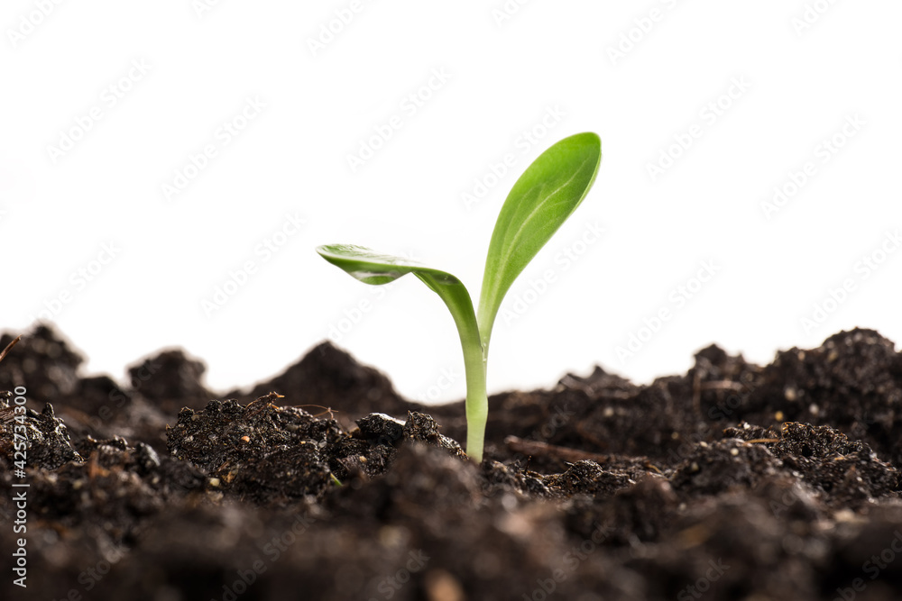 small sprouted plant in the garden small sprouted plant in the garden