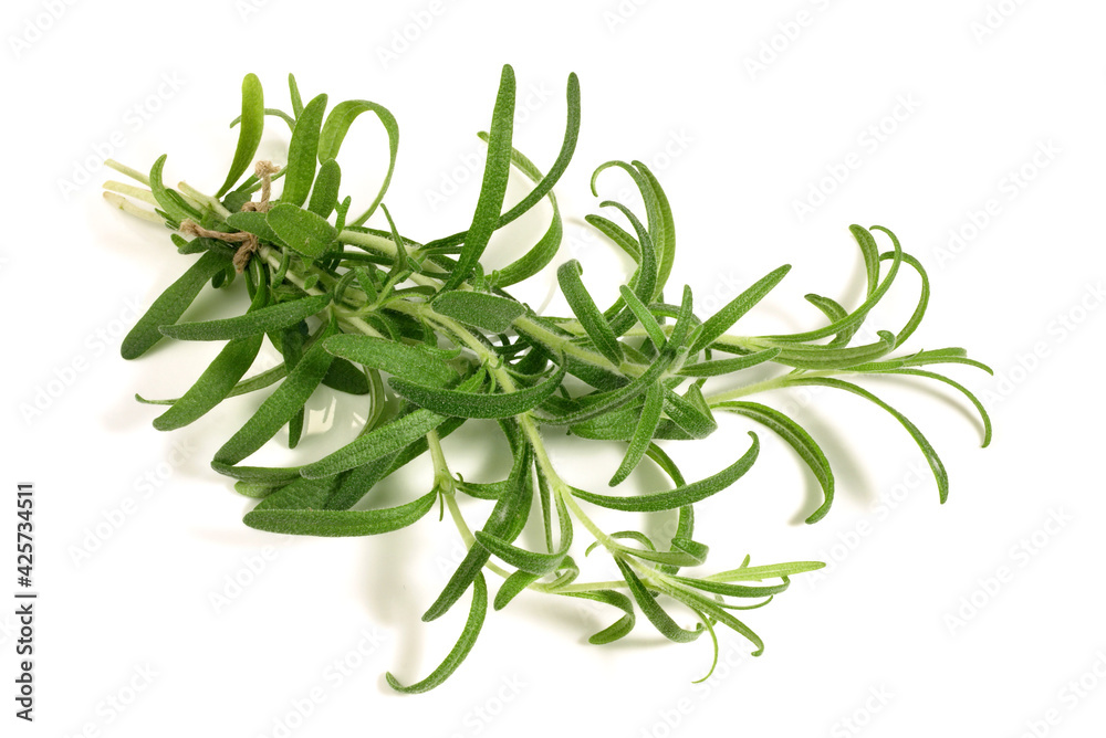 Young Fresh Rosemary on white Background Isolated